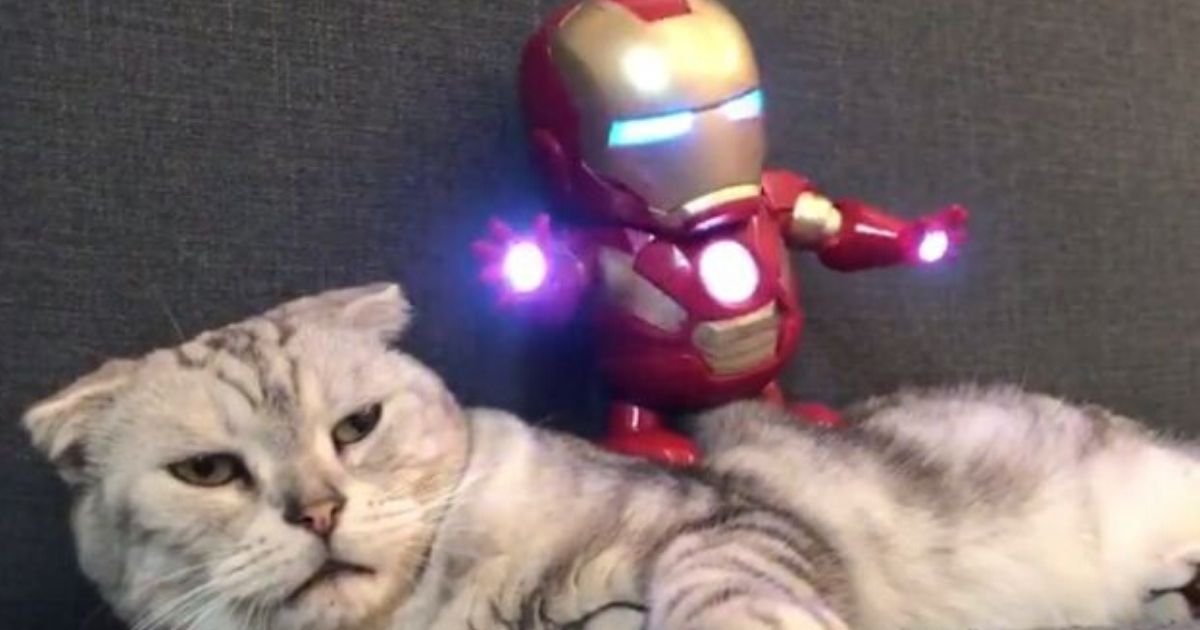 y5 3.jpg?resize=1200,630 - Confused But Nonchalant Cat Let Iron Man Toy Dance On Him