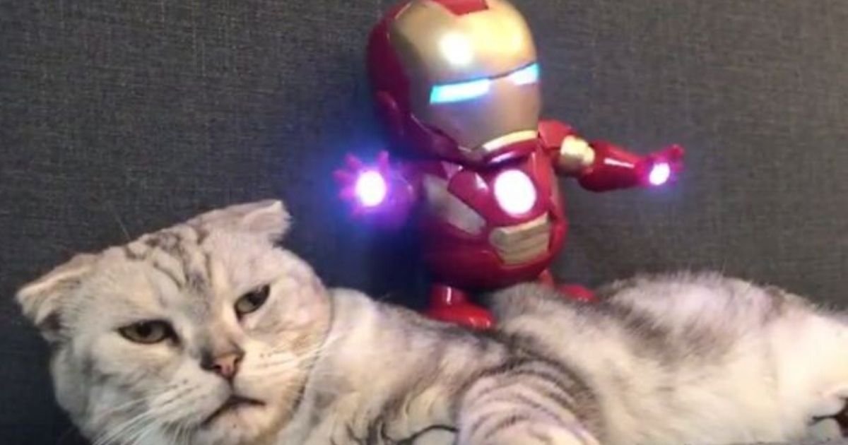 y5 3.jpg?resize=412,275 - Confused But Nonchalant Cat Let Iron Man Toy Dance On Him