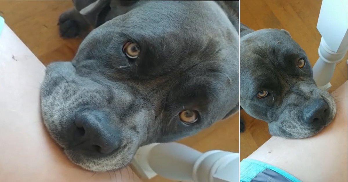 y5 6.png?fit=1024%2C538&ssl=1&strip=all - Dog Begs In the Cutest Way For A Piece of His Owner's Food