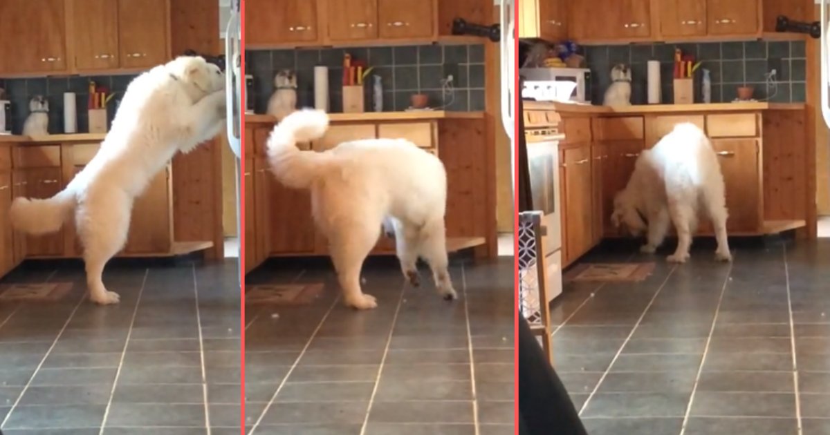 y5.png?resize=1200,630 - Smart Dog Knows How to Take Ice From The Fridge