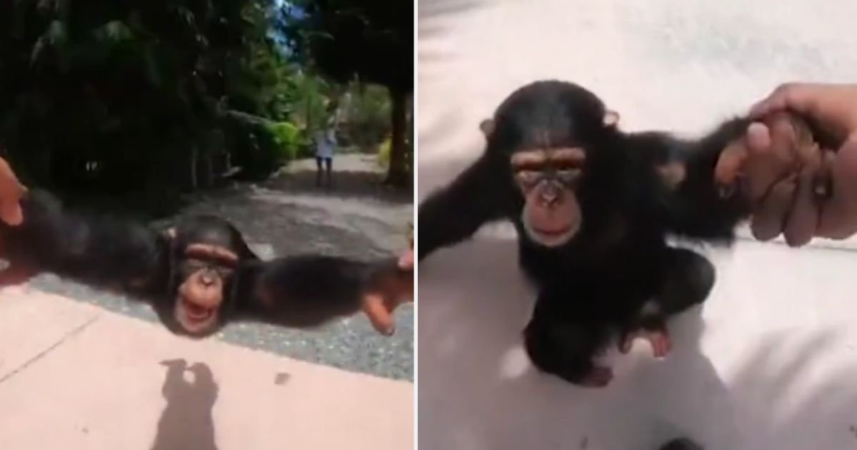y6.jpg?resize=412,275 - Vidéo : Cet incroyable chimpanzé semble être le plus heureux du monde