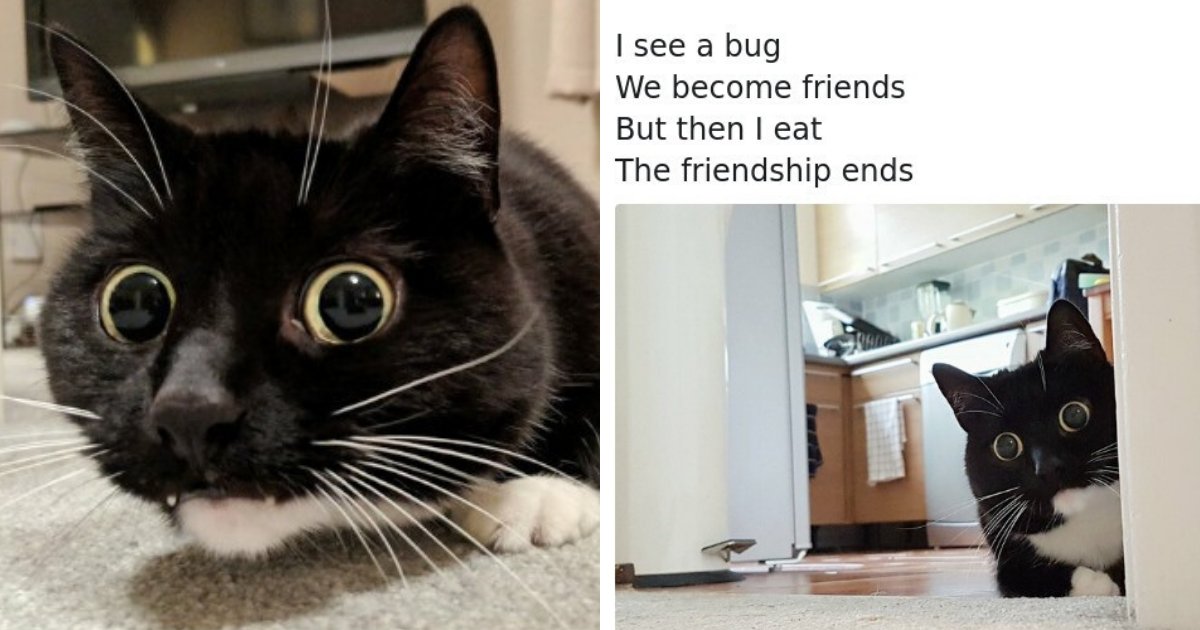 zelda11.png?resize=412,275 - Adorable Cat Named Zelda Takes Over The Internet With Her Funny Posts