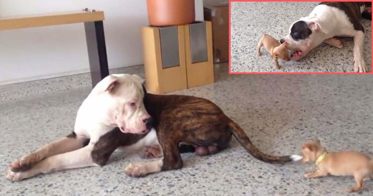 1 14.png?resize=1200,630 - Sleepy American Bulldog Gets Teased by Cute Little Chihuahua