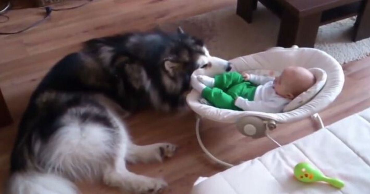 1 140.jpg?resize=412,275 - Alaskan Malamute Adorably Treats 4-Month-Old Baby As Its Own