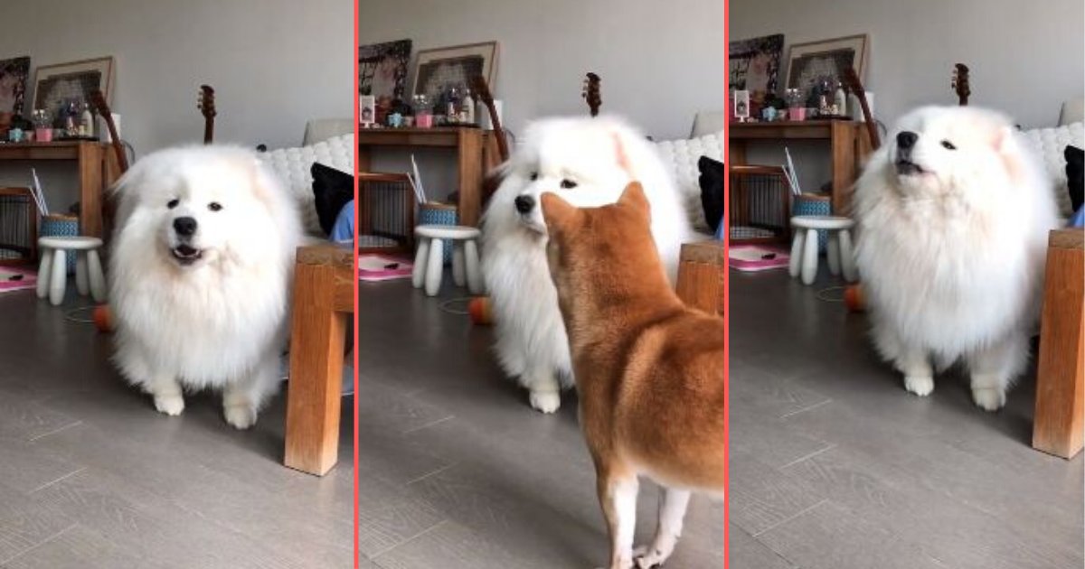 1 17.png?resize=412,275 - Samoyed Howls Along With the Music and Shiba Inu Gets Baffled