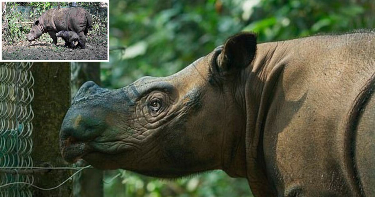 1 19.png?resize=1200,630 - Last Sumatran Rhinoceros Died of Cancer In Malaysia and the Species Is Now Extinct in the Country