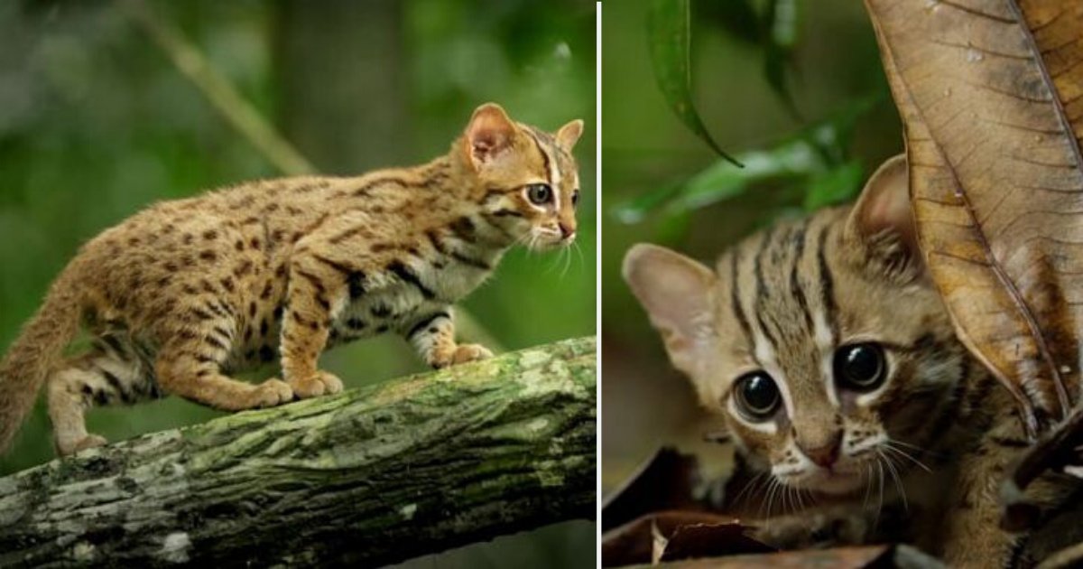 1 32.png?resize=1200,630 - This is The World's Smallest Cat and The Most Adorable One You Will Ever See