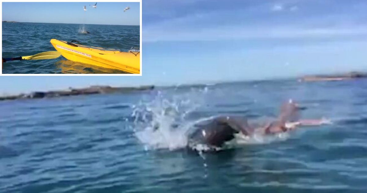 1 34.png?resize=412,275 - Vidéo incroyable : Un phoque attaque une pieuvre géante