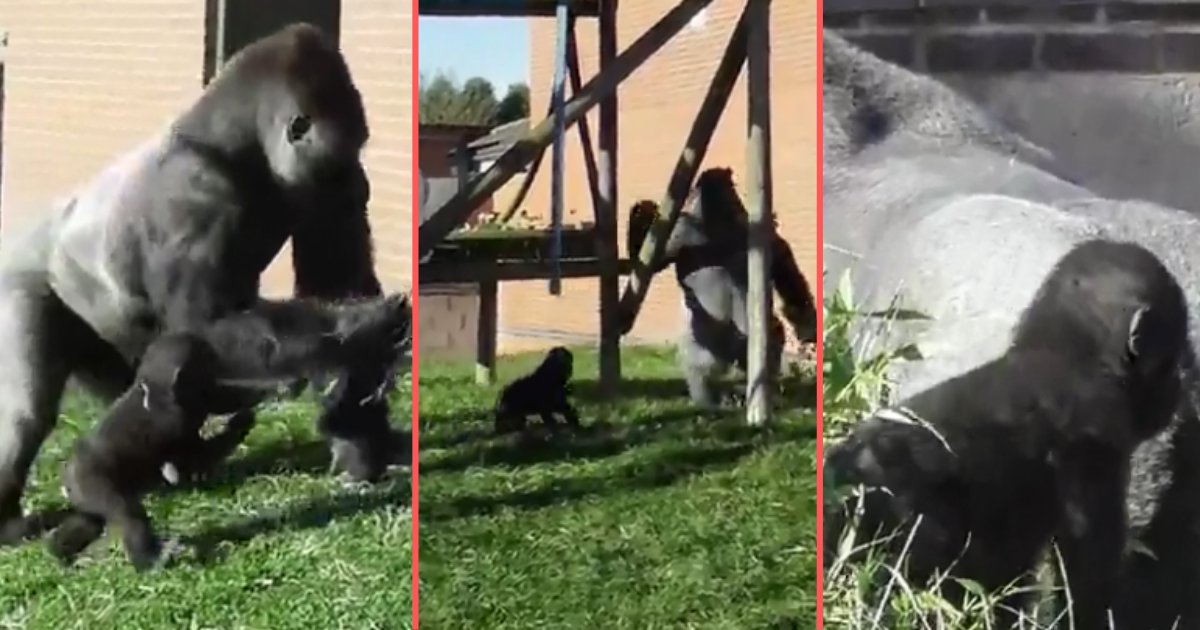 1 36.png?resize=412,232 - Father Gorilla Disciplines His Baby In Front of Everyone At the Zoo