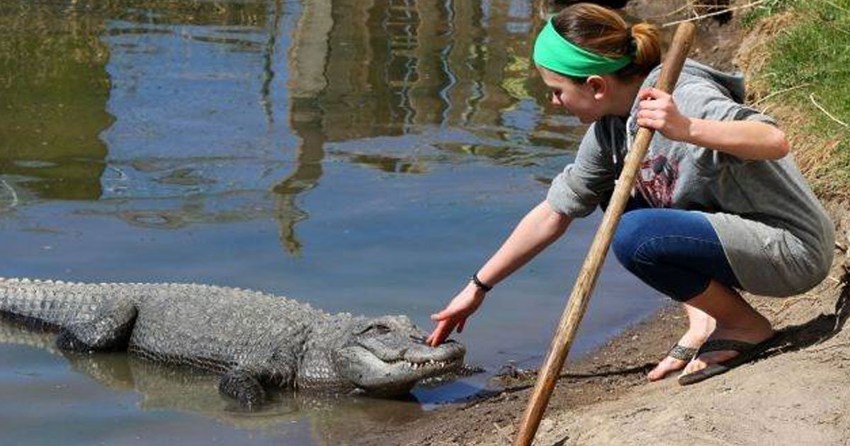 13 year old alligator wrangler.jpg?resize=412,275 - 13-Year-Old Alligator Wrangler Feeds And Transports Reptiles At Her Family’s Farm