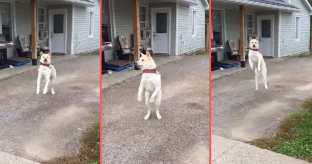 2 135.jpg?resize=1200,630 - American Akita Literally Jumps For Joy When the Owner Comes Home
