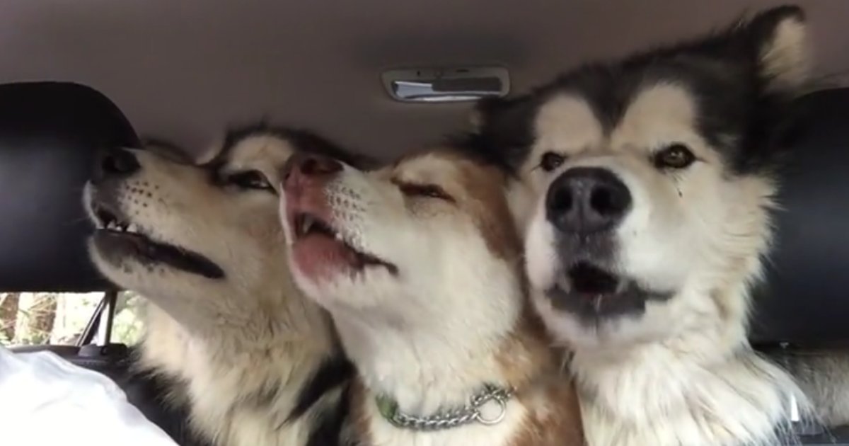 2 35.png?resize=1200,630 - Malamutes Who Are Not In Sync Try To Sing In Harmony