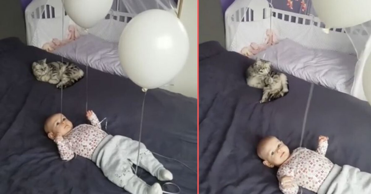 2 6.png?resize=412,232 - Cat and Baby Have A Great Time Playing With Balloons