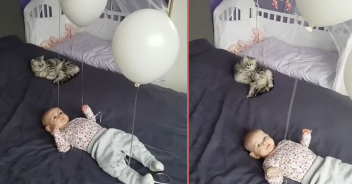 2 6.png?resize=412,275 - Cat and Baby Have A Great Time Playing With Balloons