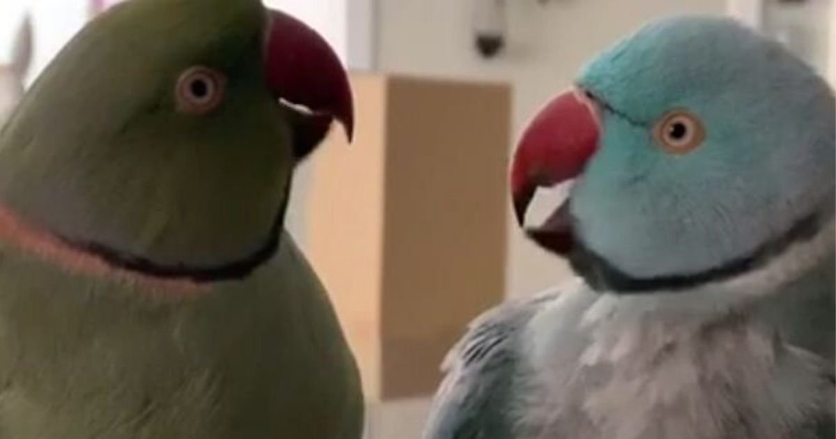 3 163.jpg?resize=1200,630 - Watch This Sweet Heartfelt Conversation Between Two Parrots