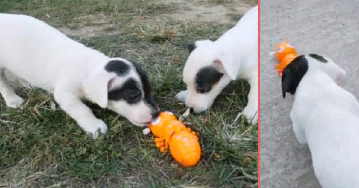 3 21.png?resize=412,275 - Two Adorable Puppies Wrestle With Giant Mechanical Toy Ant