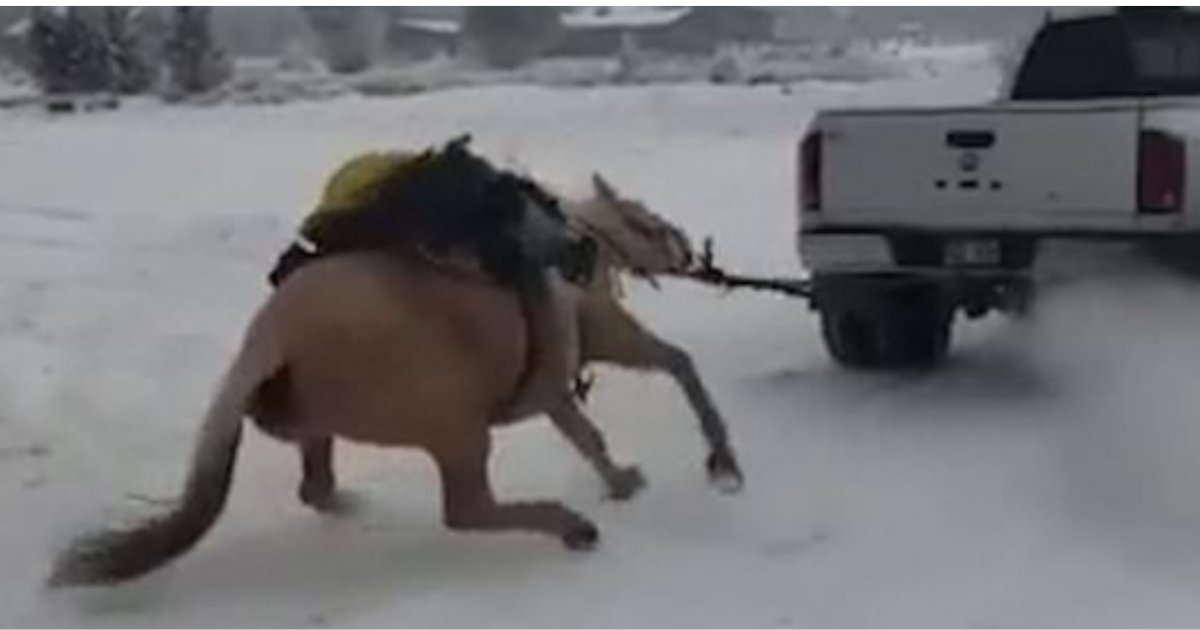 3 33.png?resize=412,275 - Couple Charged In Colorado As A Horse Was Seen Being Dragged By A Pick-Up Truck