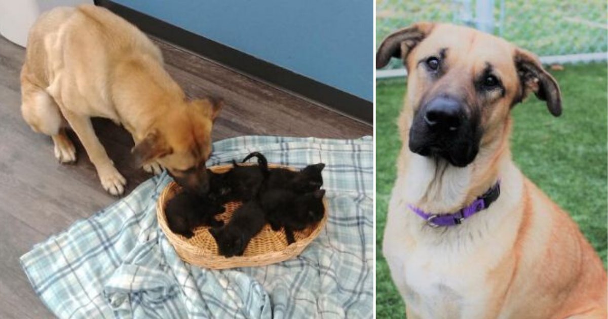 3 35.png?resize=412,275 - The Stray Dog Carried The Abandoned Kittens Off to The Side of The Road Safely