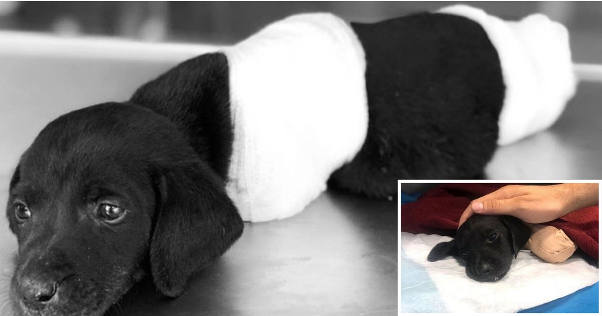 3 37.png?resize=412,275 - Police Are Seeking Help to Find The Person Who hurt These Puppies Legs