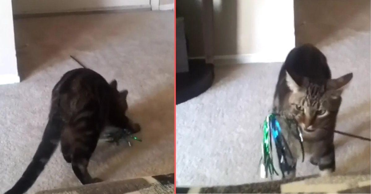 3 39.png?resize=412,275 - Angry Cat Gave A Stern Look to the Owner After Dropping His Toy