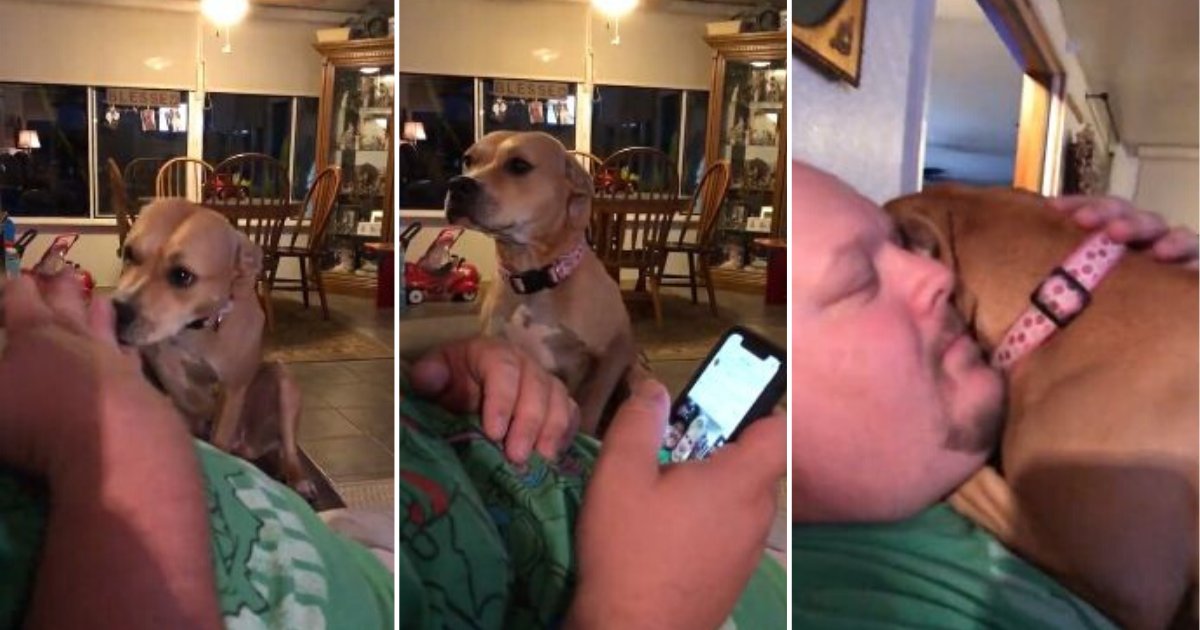 4 22.png?resize=412,275 - Dog Craves for Owner’s Affection After Being Apart for Too Long