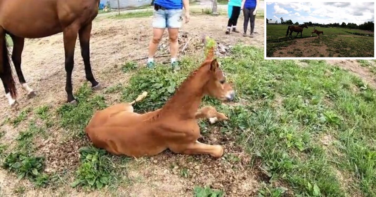 4 25.png?resize=1200,630 - Playful Newborn Foal Fell While Playing On the Fields
