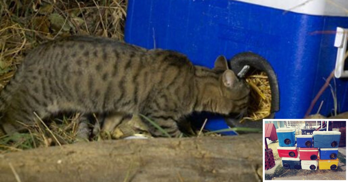 Un Homme Gentil Fait Des Abris D Hiver Avec Des Glacieres Mises Au Rebut Pour Les Chats Errants Vonjour