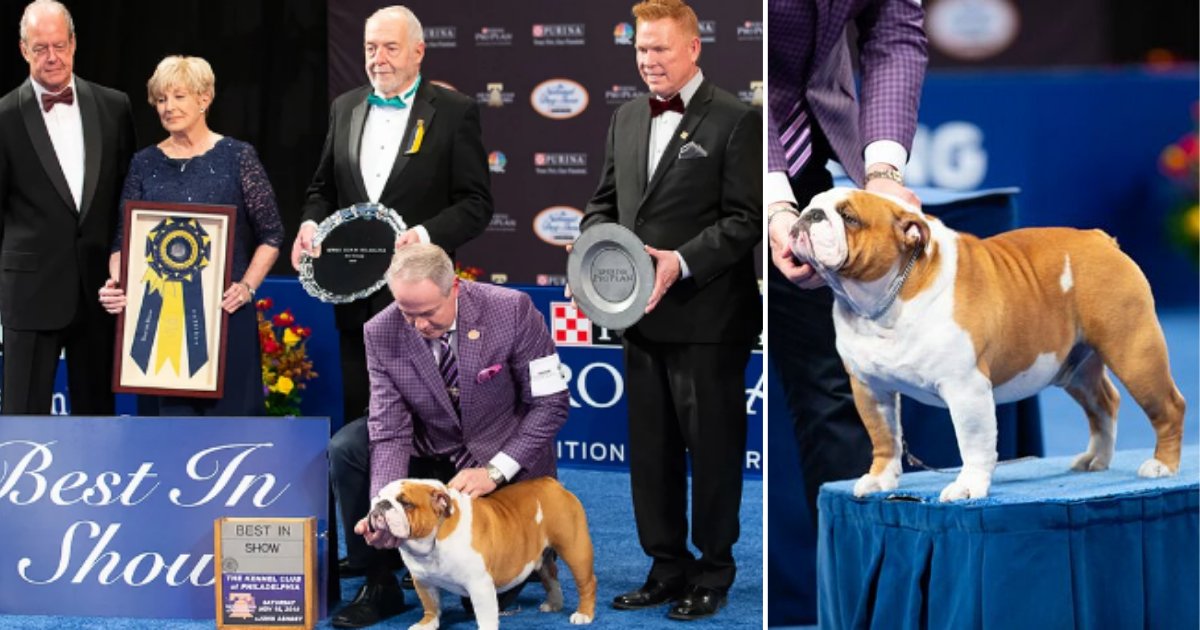 4 34.png?resize=412,275 - Thor The Bulldog Won The Best in The Show At 18th Annual National Dog Show
