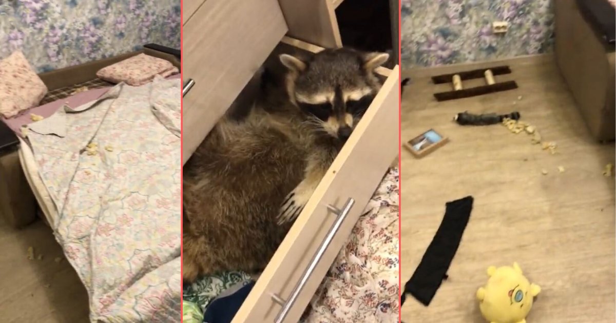4 6.png?resize=1200,630 - Raccoon Hides Away From Mama After Wrecking The Bedroom