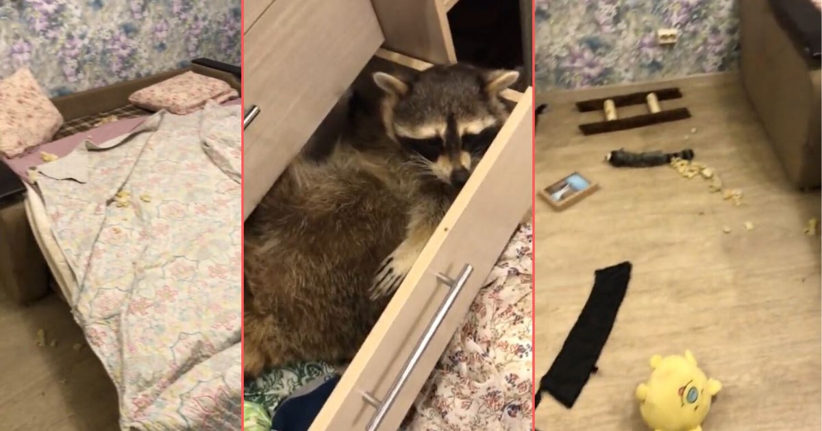 4 6.png?resize=412,275 - Raccoon Hides Away From Mama After Wrecking The Bedroom