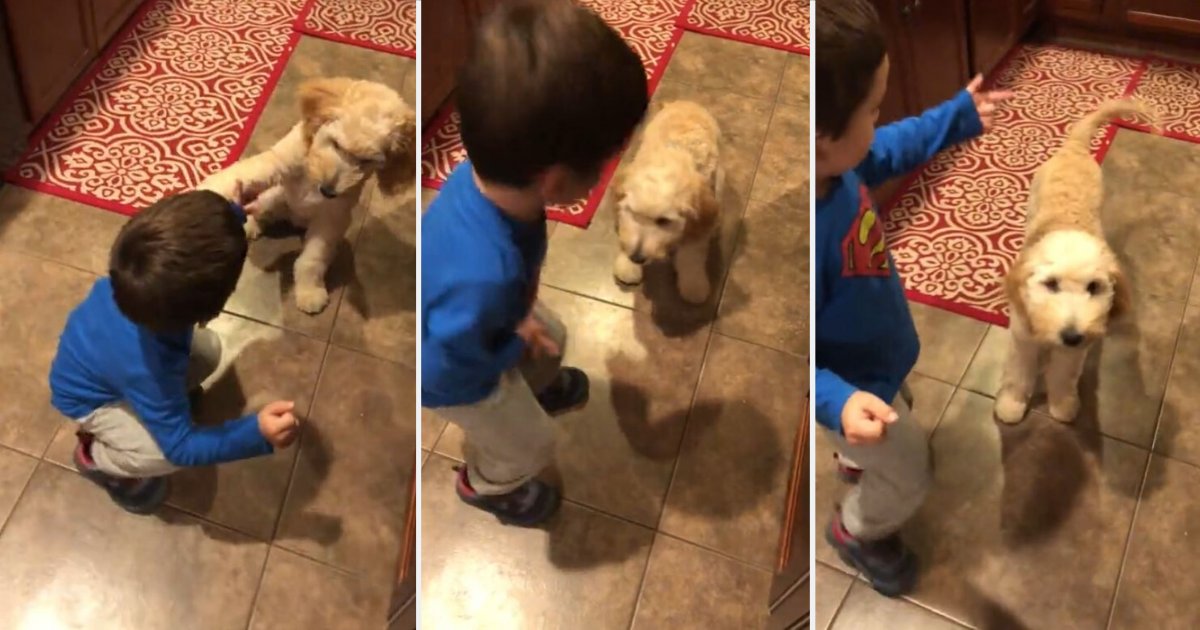 4 7.png?resize=1200,630 - Adorable Baby Teaches His Puppies How to Do Tricks
