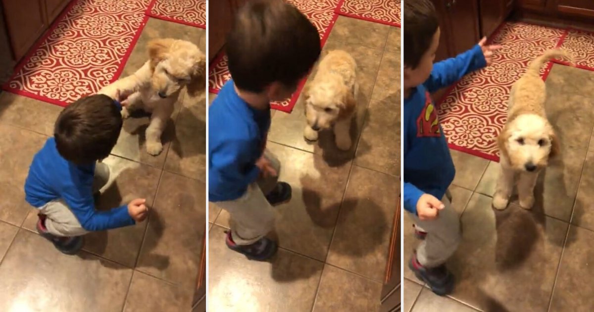 4 7.png?resize=412,275 - Adorable Baby Teaches His Puppies How to Do Tricks