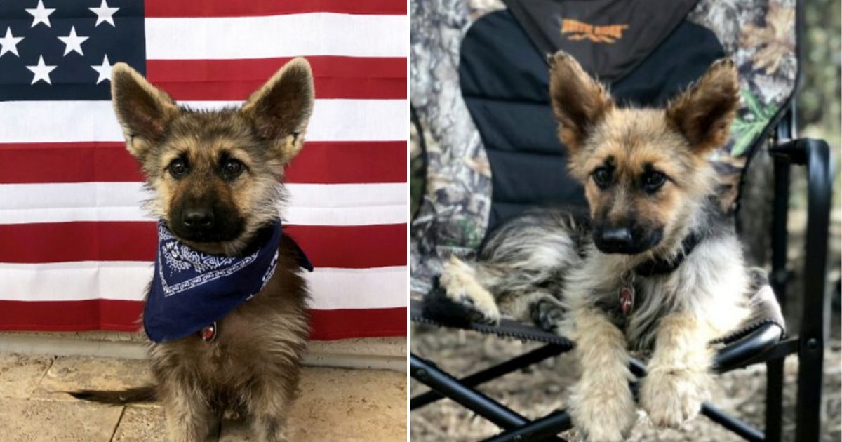 5 19.png?resize=412,275 - This Puppy-Sized German Shepherd Will Always Remain The Same As He is Suffering With Dwarfism