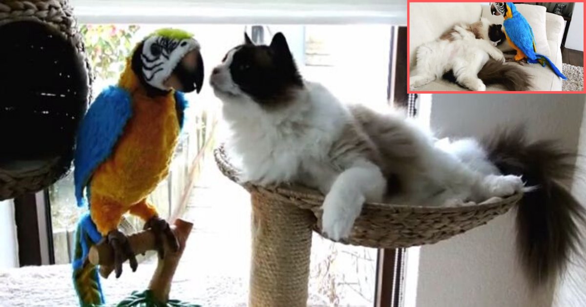 5 20.png?resize=1200,630 - A Cat Met A Friendly Parrot for the First Time and Now They Are Inseparable