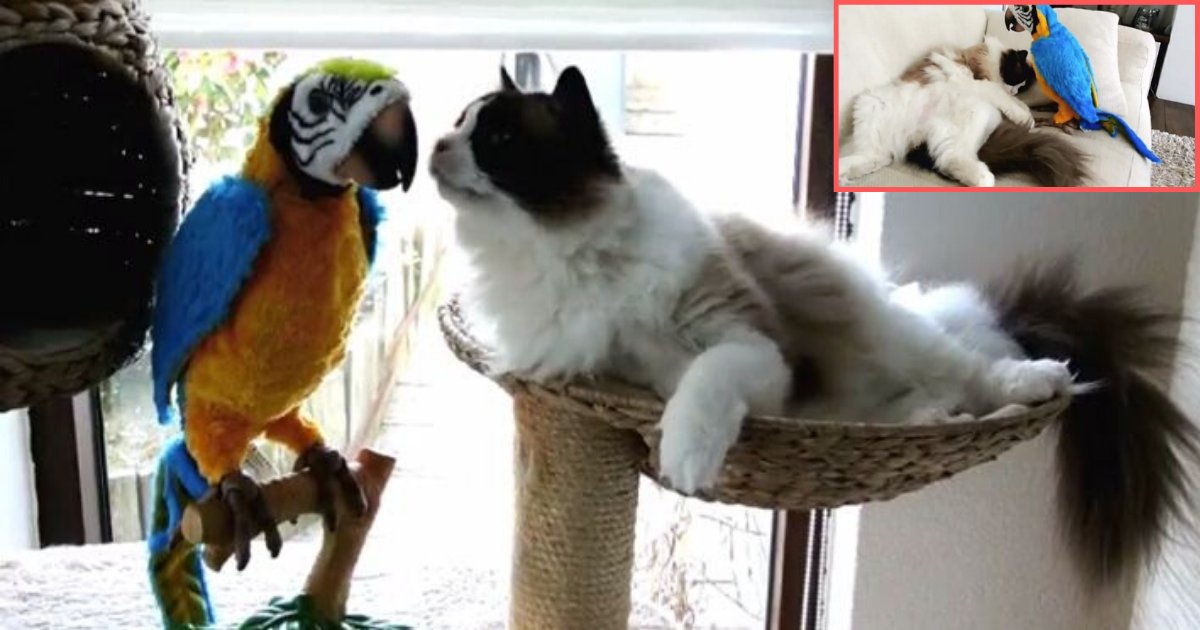 5 20.png?resize=412,275 - A Cat Met A Friendly Parrot for the First Time and Now They Are Inseparable