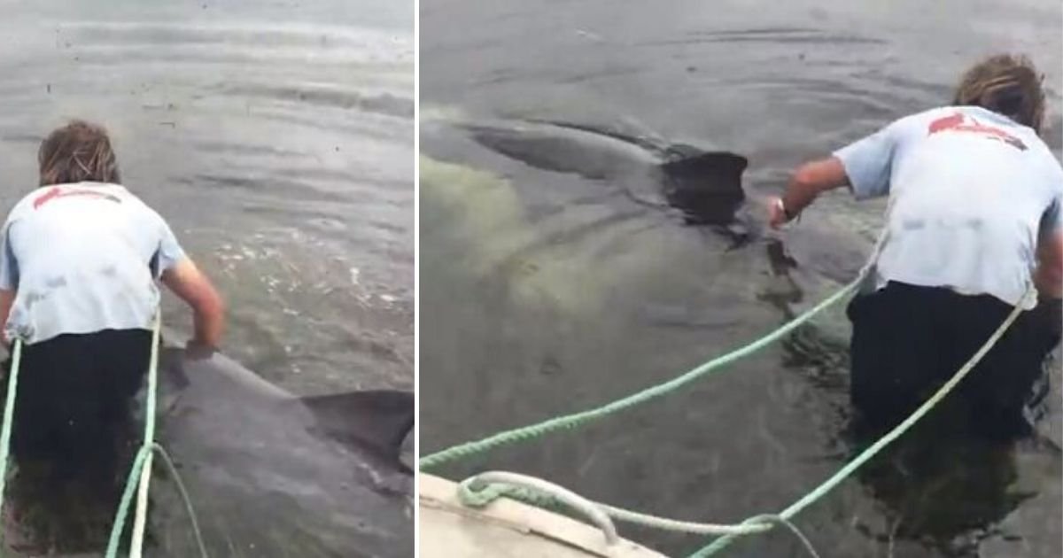 5 73.jpg?resize=412,275 - Gallant Man Rescues a Dolphin Trapped in Seaweed