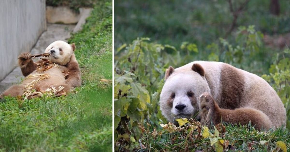 5 79.jpg?resize=412,275 - The Only Brown Panda In The World Has Been Adopted by A US Charity