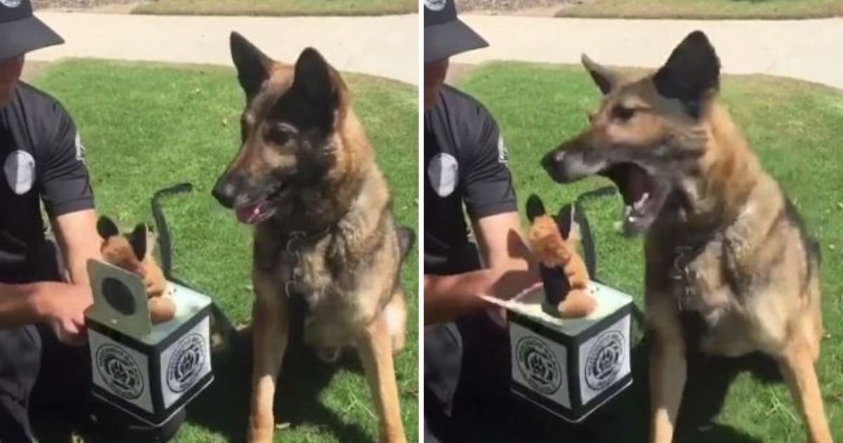 5 81.jpg?resize=412,232 - K9 German Shepherd Did Not Want to Play Jack in the Box Whatsoever