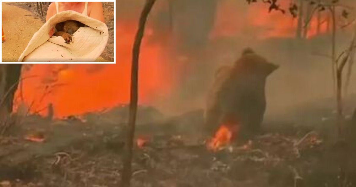 6 12.png?resize=412,275 - Brave Woman Rescued A Trapped Koala Bear From the Raging Bush Fires