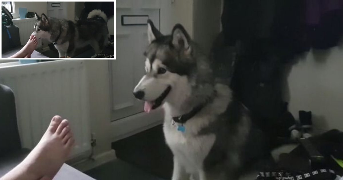 6 14.png?resize=412,232 - Cute Malamute Can't Handle Being Denied Pizza