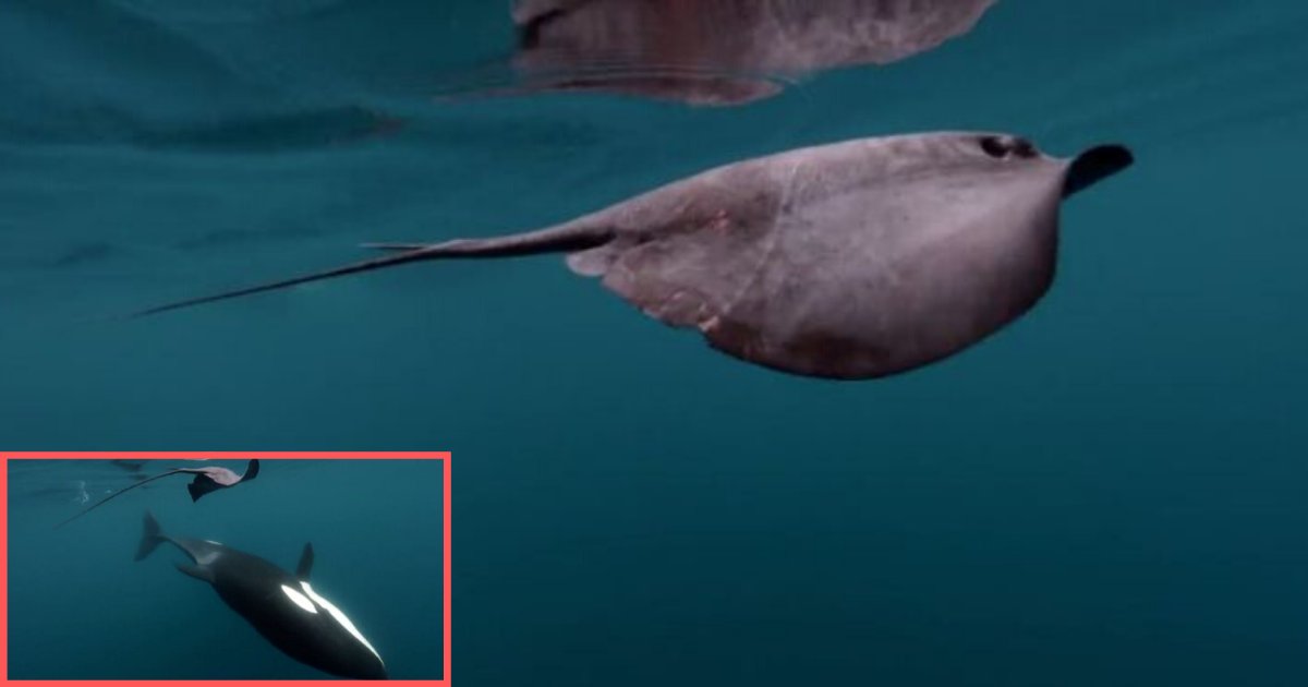 6 20.png?resize=1200,630 - Une orque frappe une raie avec sa queue en nageant vers elle