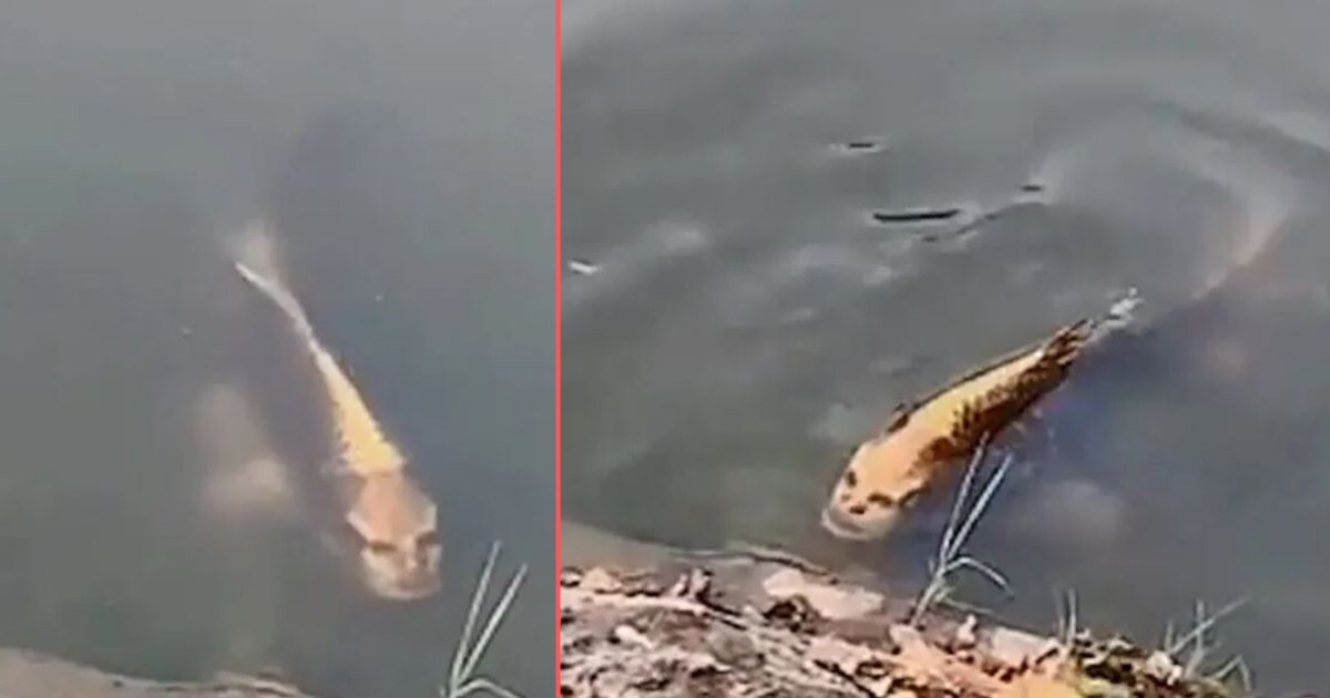 6 4.png?resize=412,275 - People Are Spooked by This Fish with A Human Face Found In China