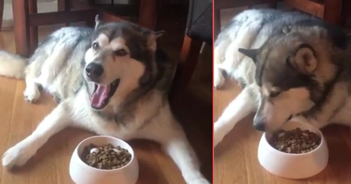 6 5.png?resize=1200,630 - Dog Doesn’t Eat His Food Until The Food is Pushed Under His Head