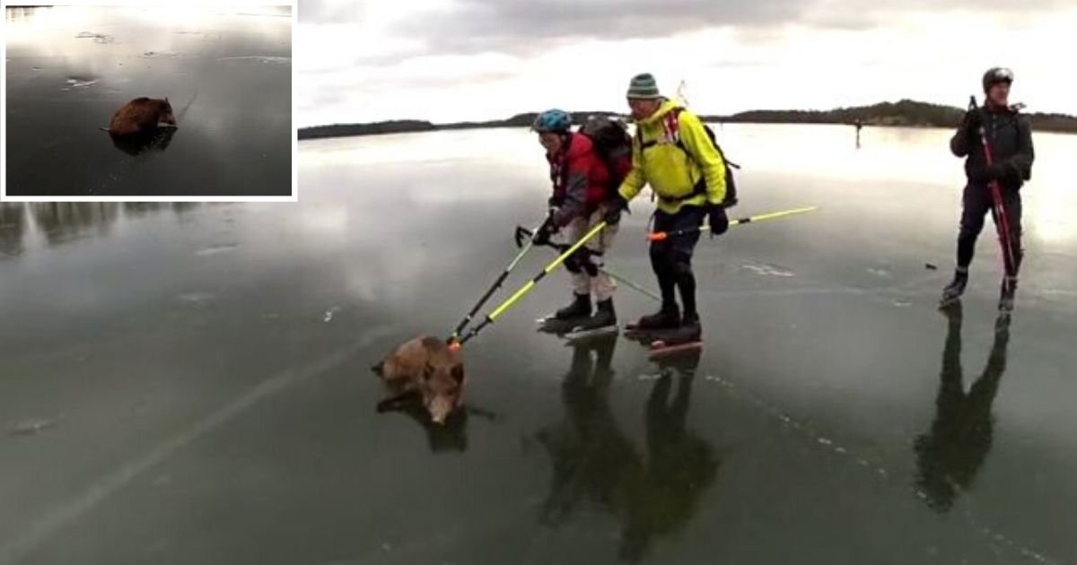 6 58.jpg?resize=1200,630 - Wild Boar Rescued from a Frozen Lake- The Full Report