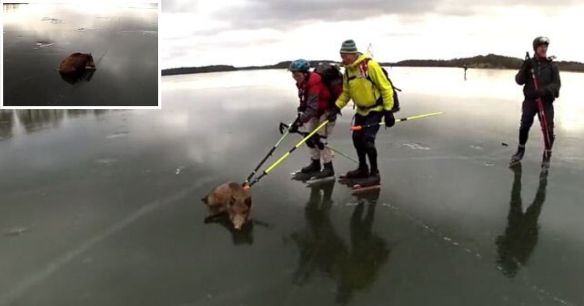 6 58.jpg?resize=412,275 - Wild Boar Rescued from a Frozen Lake- The Full Report