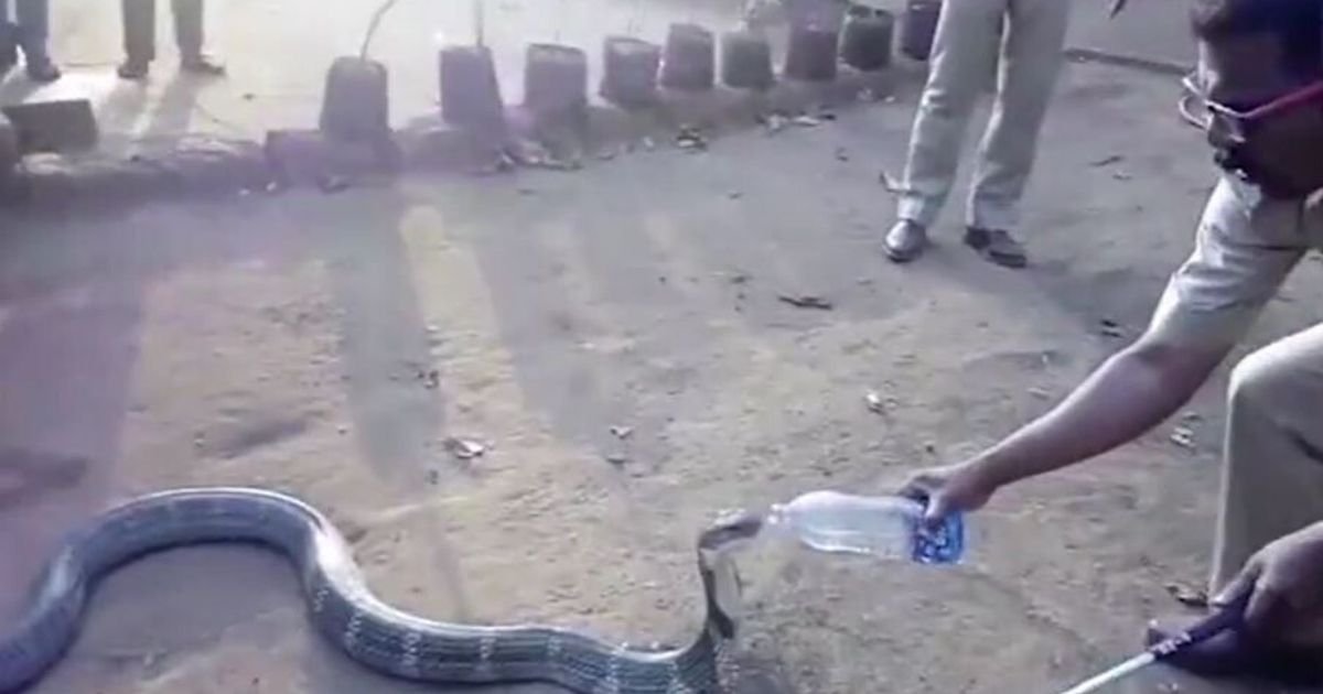 6 65.jpg?resize=412,275 - Cobra Quenches Its Thirst Smartly