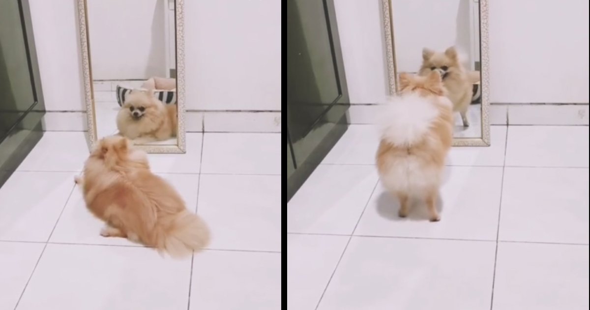 98.jpg?resize=1200,630 - Adorable Pomeranian Performed Twirls When He Saw Himself In The Mirror