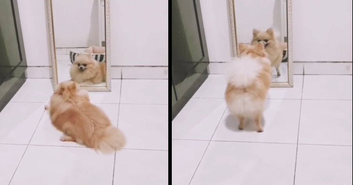 98.jpg?resize=412,275 - Adorable Pomeranian Performed Twirls When He Saw Himself In The Mirror