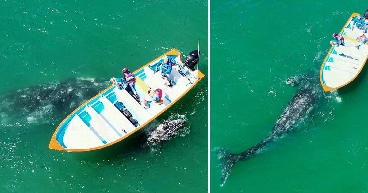 a 104.jpg?resize=1200,630 - A Gray Whale Swam Up To A Boat And Allowed Tourists To Pat And Stroke Her In A Close Encounter
