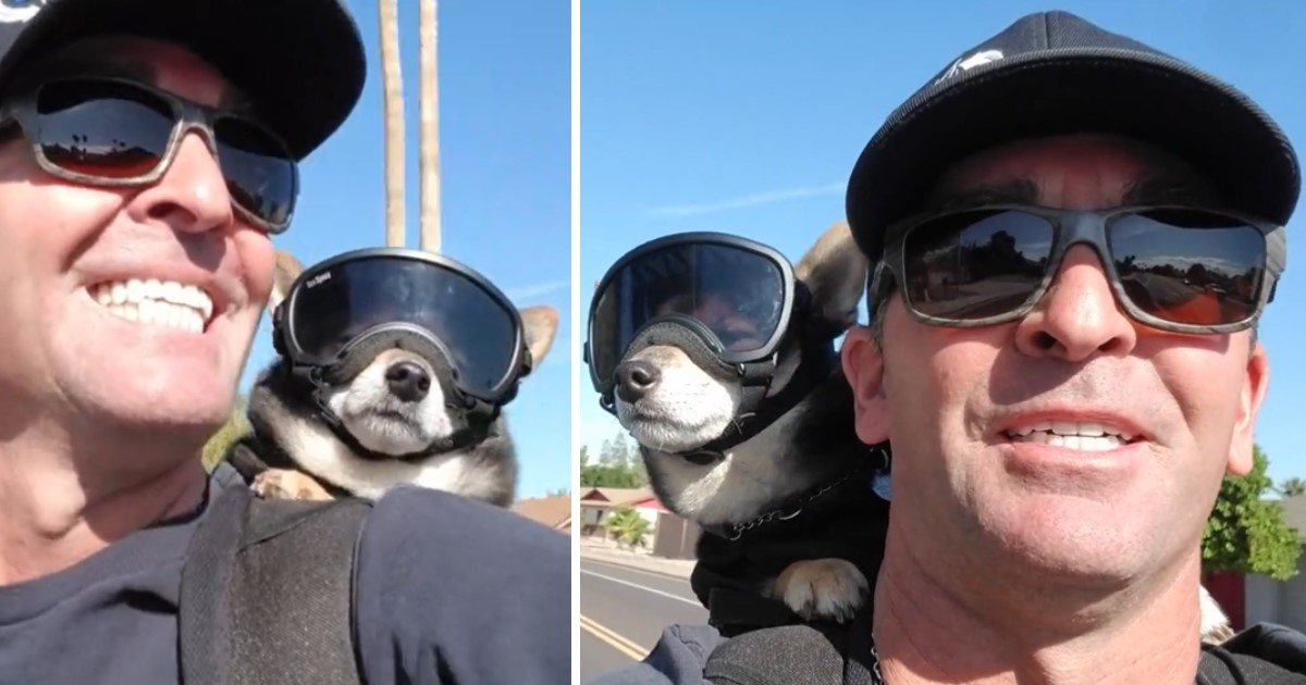 a 111.jpg?resize=1200,630 - Rocket The Motorcycle Dog Loves Riding Bike With His Owner
